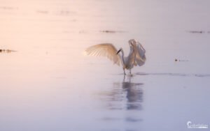 Au lever du jour, une aigrette s'envole gracieusement, illuminée par la douce lumière, laissant une réflexion captivante sur l'eau.