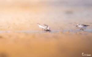 Photo de bécasseaux sanderlings piquant le sable sur une plage, capturant la nature paisible et les tonalités pastel de leur environnement.