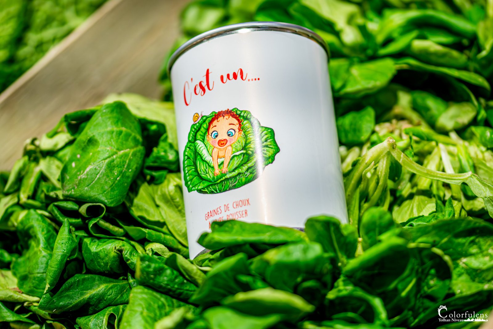 Boîte en métal illustrée avec un enfant, entourée de feuilles de laitue, servant de contenant pour graines de choux.