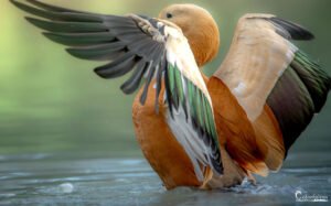 Le Casarca à tête rousse surplombe majestueusement l'eau, étalant ses ailes dorées contre un arrière-plan verdoyant.