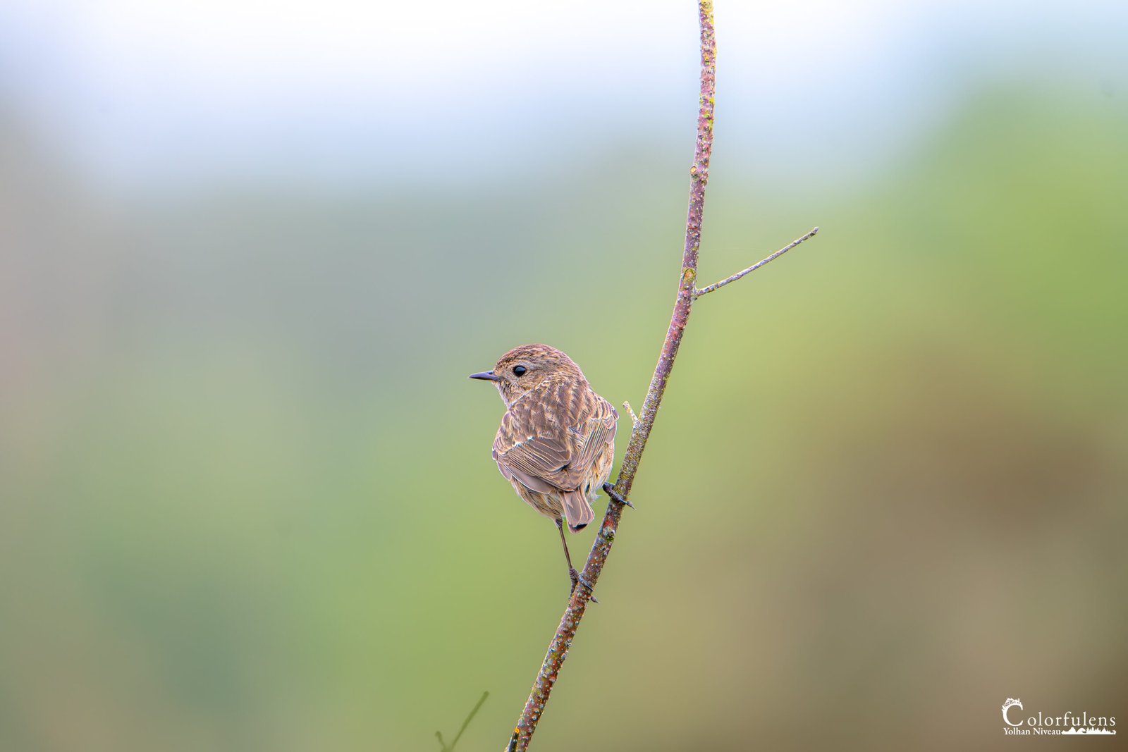 Un oiseau reposant paisiblement sur une branche, l'image dégage une atmosphère de calme. Idéal pour illustrer la beauté et la simplicité de la vie sauvage dans son milieu naturel.