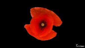 Coquelicot éclatant sur fond noir : une vision artistique entre passion et minimalisme