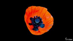 Coquelicot flamboyant sur fond noir. Contraste saisissant entre les pétales rouges et le noir, accentué par la rosée matinale sur la fleur.