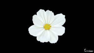 Fleur de cosmos bipinnatus blanche sur fond noir offrant un contraste saisissant et une élégance pure, mettant en valeur la délicatesse naturelle.