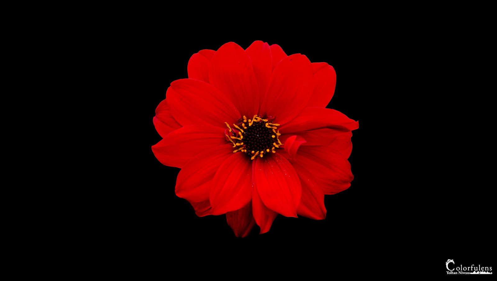 Fleur rouge éclatante sur fond noir contrasté, mettant en valeur la beauté naturelle et la sophistication.