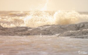 Une mouette se tient sur des rochers face aux vagues et à une lumière matinale dorée