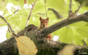 Un écureuil roux capturé en pleine nature, niché dans un abondant feuillage vert au printemps. Ses yeux malicieux et ses oreilles éveillées démontrent une curiosité vive, tandis qu'il est prêt à bondir dans son habitat verdoyant.