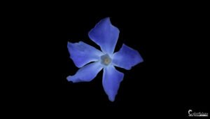 Image d'une fleur bleue montrant son éclat unique sur un fond noir, symbolisant la solitude et la sérénité.