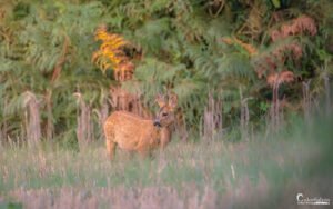 Un faon se repose tranquillement dans une prairie forestière en été, entouré de lumière douce et sereine à l'aube.