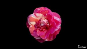 Photographie captivante d'une rose panachée rouge et rose s'épanouissant sur un fond noir créant un contraste spectaculaire