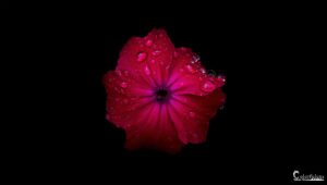 Image d'une séduisante fleur rouge couverte de rosée, sur un fond noir, capturant la beauté éphémère de la nature.