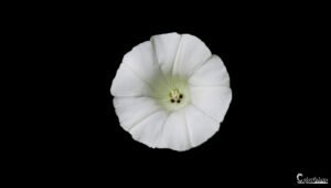 Une fleur blanche éclatante se détache sur un fond noir profond, symbolisant pureté et simplicité par un contraste visuel saisissant.