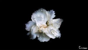 Image captivante d'une fleur blanche élégante sur fond noir, soulignant sa délicatesse et sa beauté intemporelle.