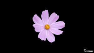 Une fleur de cosmos pourpre se détache avec grâce sur un fond noir, illustrant l'élégance naturelle et la simplicité, idéale pour une ambiance calme et sophistiquée.