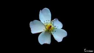 Une fleur délicate se détache sur un fond noir profond, soulignant sa beauté éphémère dans une ambiance empreinte de tranquillité et de simplicité.