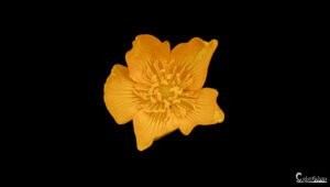 Image saisissante d'une fleur jaune éclatante sur fond noir, contrastant luminosité et élégance naturelle.