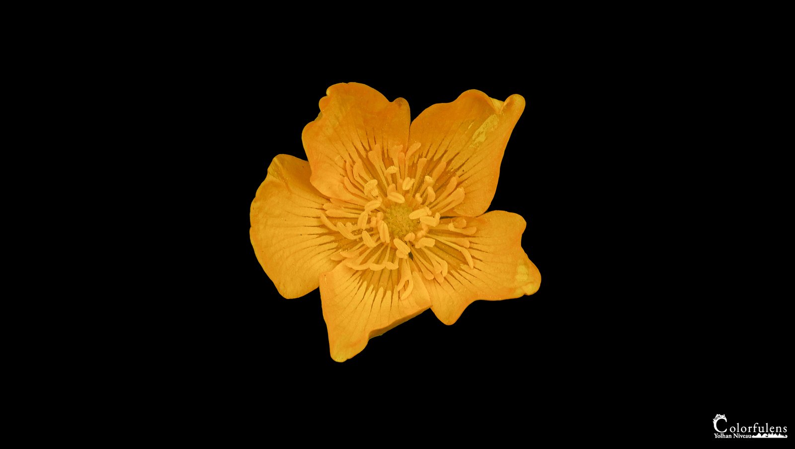 Image saisissante d'une fleur jaune éclatante sur fond noir, contrastant luminosité et élégance naturelle.