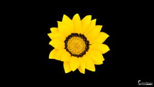 Tournesol vibrant sur fond noir, symbolisant joie et vitalité, exprimant la beauté éclatante de la nature.