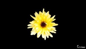 Une fleur jaune resplendissante émergeant de l'obscurité, ce qui met en exergue sa couleur vibrante et ses détails délicats, créant une pièce maîtresse visuelle captivante.