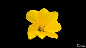 Une fleur jaune éclatante se détache intensément sur un fond noir, mettant en valeur la beauté et la vivacité de la nature.