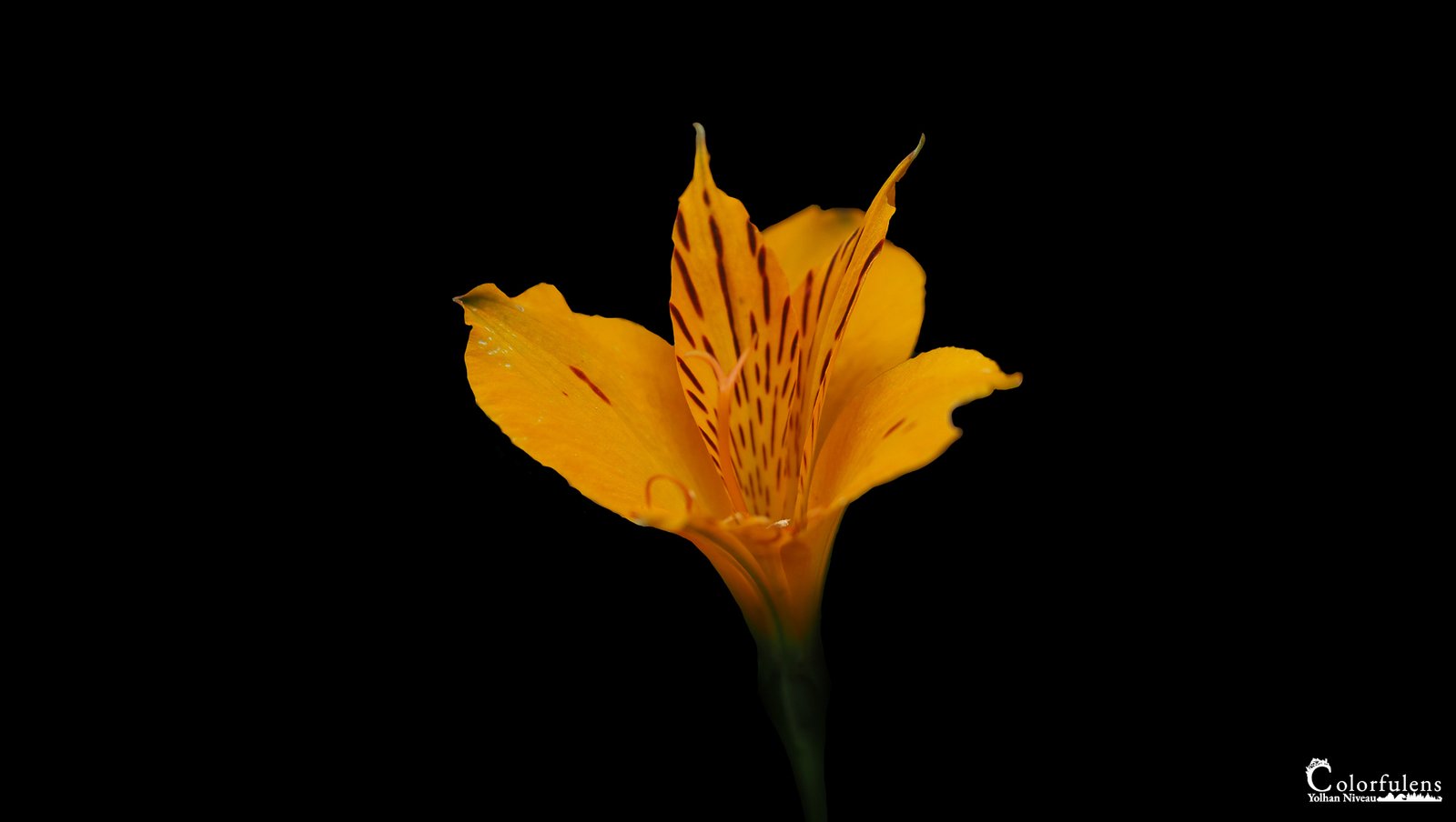 Fleur tropicale orange éclatante sur fond noir intense avec gouttelettes de rosée.