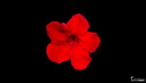 Une fleur rouge éclatante se détache sur un fond noir, symbole d'élégance et de simplicité.