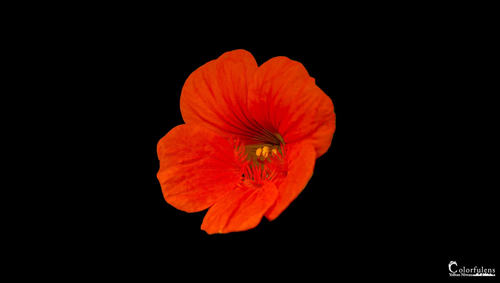 Photographie d'une fleur rouge vibrant sur fond noir, mettant en valeur la simplicité et la passion de la nature.