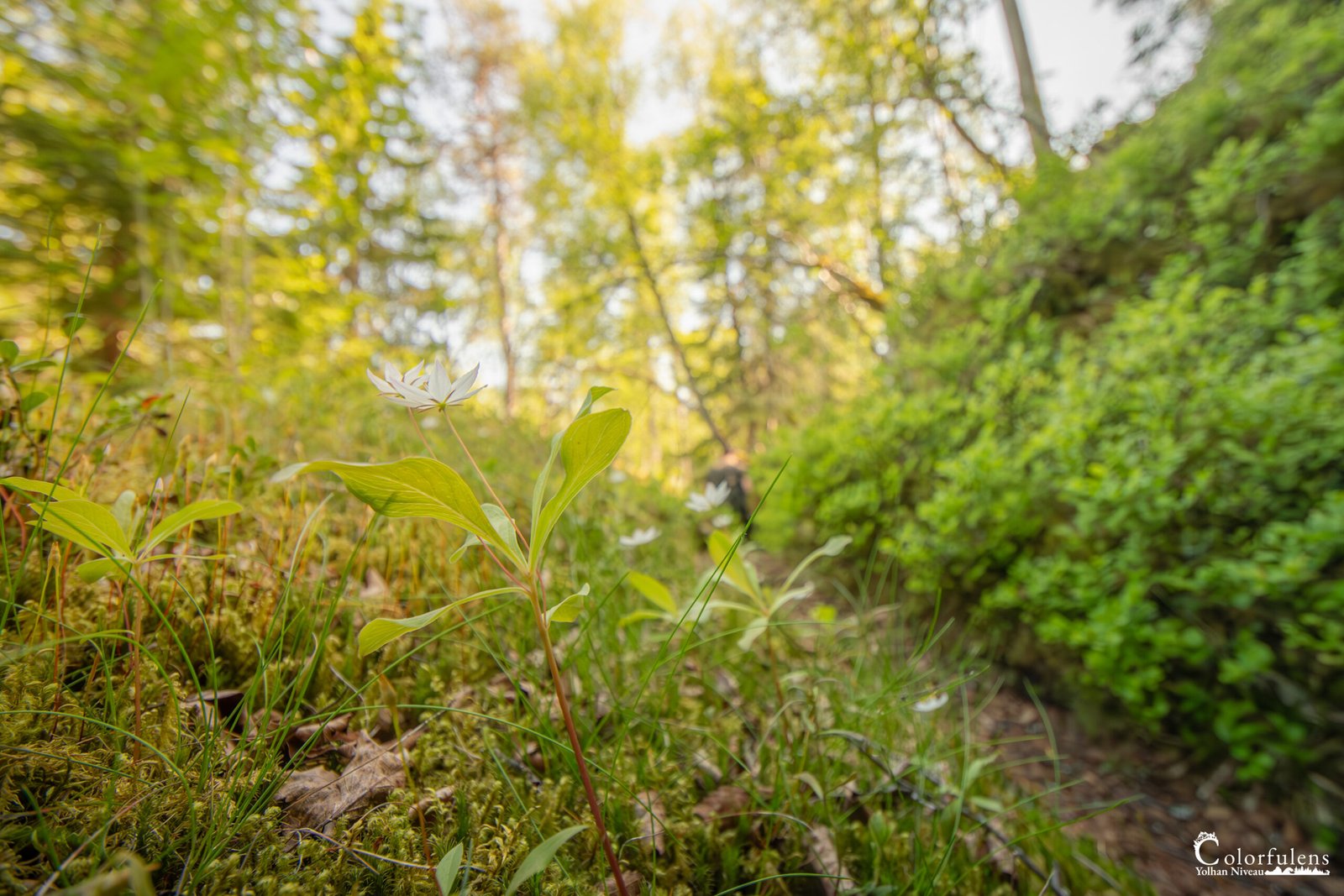 Fleur sauvage illuminée dans une forêt verdoyante, capturée au lever du jour, symbole de sérénité et de beauté naturelle.
