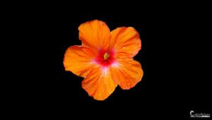 Photographie d'une fleur tropicale orange vibrant sur fond noir, soulignant sa beauté brute et naturelle.