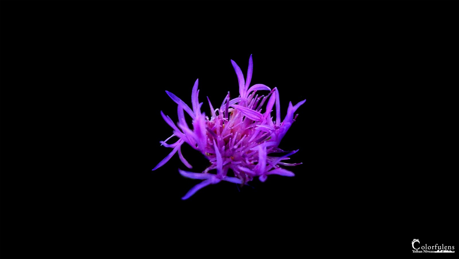 Une seule fleur violette se détache sur un fond noir, réhaussant sa beauté et son élégance mystique.