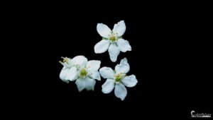 Fleurs blanches élégantes sur fond noir, capturant la pureté naturelle et le contraste élégant pour une allure intemporelle.