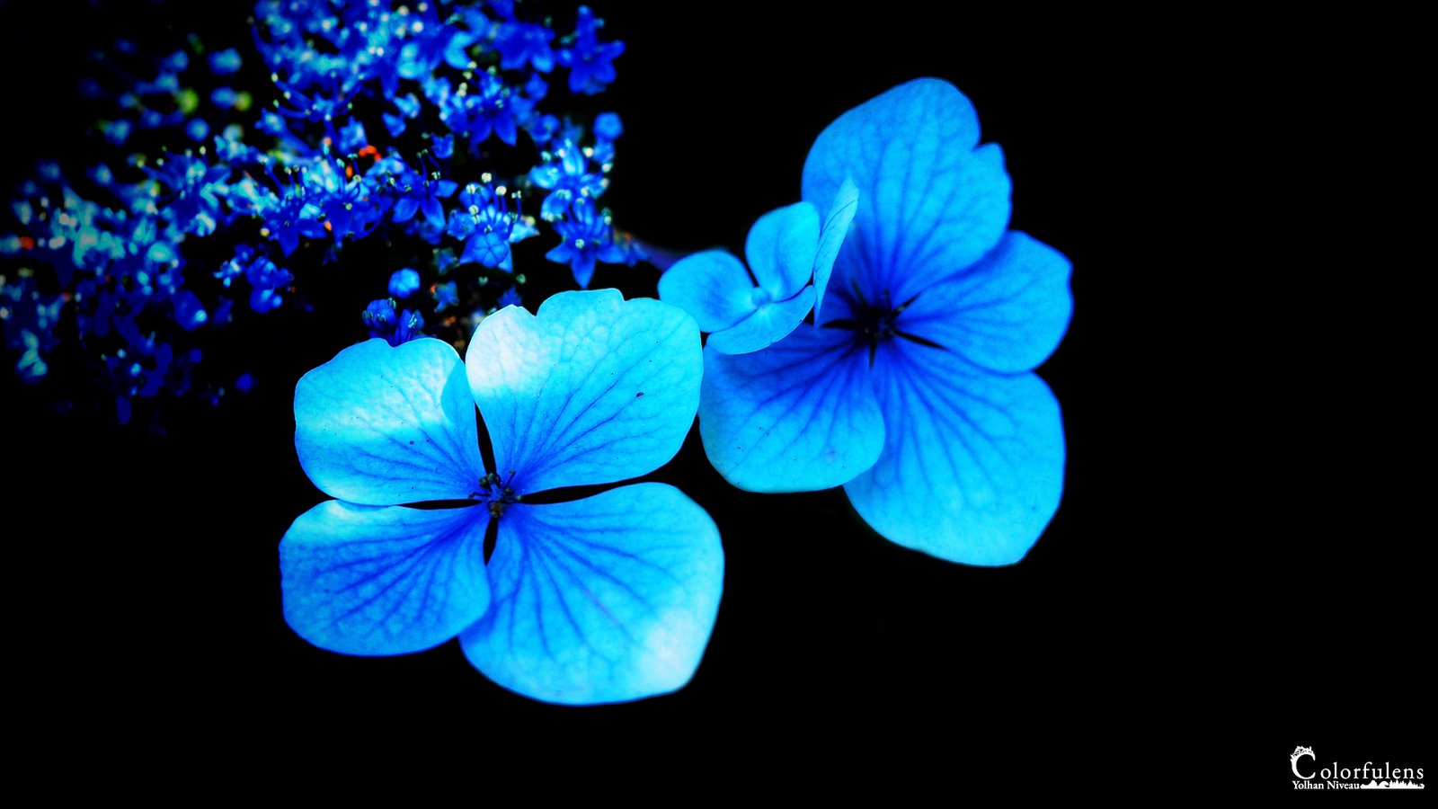Fleurs bleues se détachant sur un fond noir, soulignant un contraste vibrant et artistique.