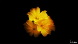 Photographie de fleurs jaunes éclatantes sur fond noir, capturant l'élégance simple et la pureté vitale de la nature.