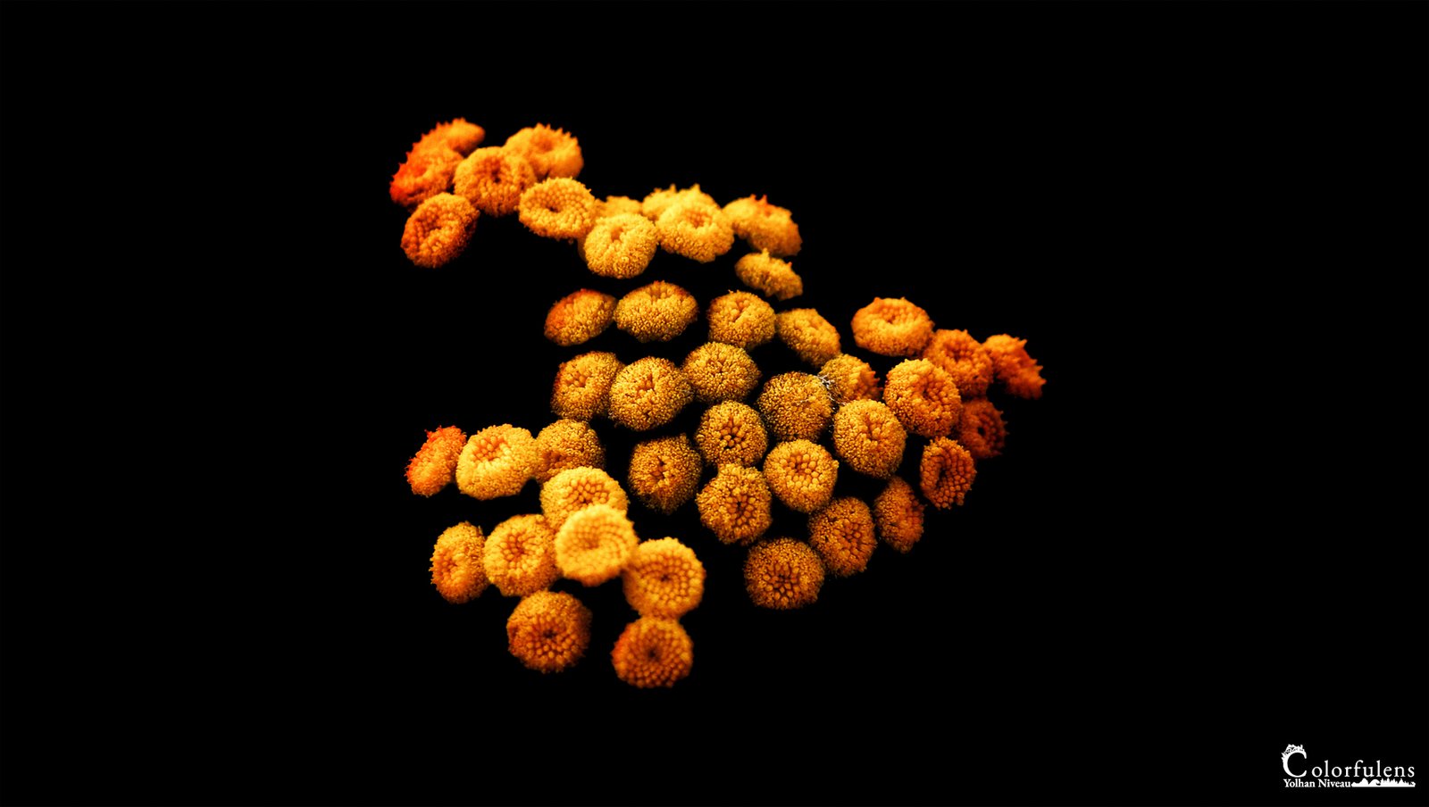 Cette œuvre d'art visuel montrant des fleurs orange et jaune sur fond noir crée un contraste saisissant et une texture riche, évoquant un mouvement vivant et captivant.