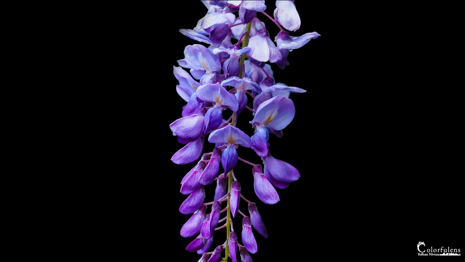 Image d'une glycine sur fond noir, contrastant magnifiquement ses fleurs violettes avec l'obscurité, illustrant à la fois la beauté naturelle et l'élégance.