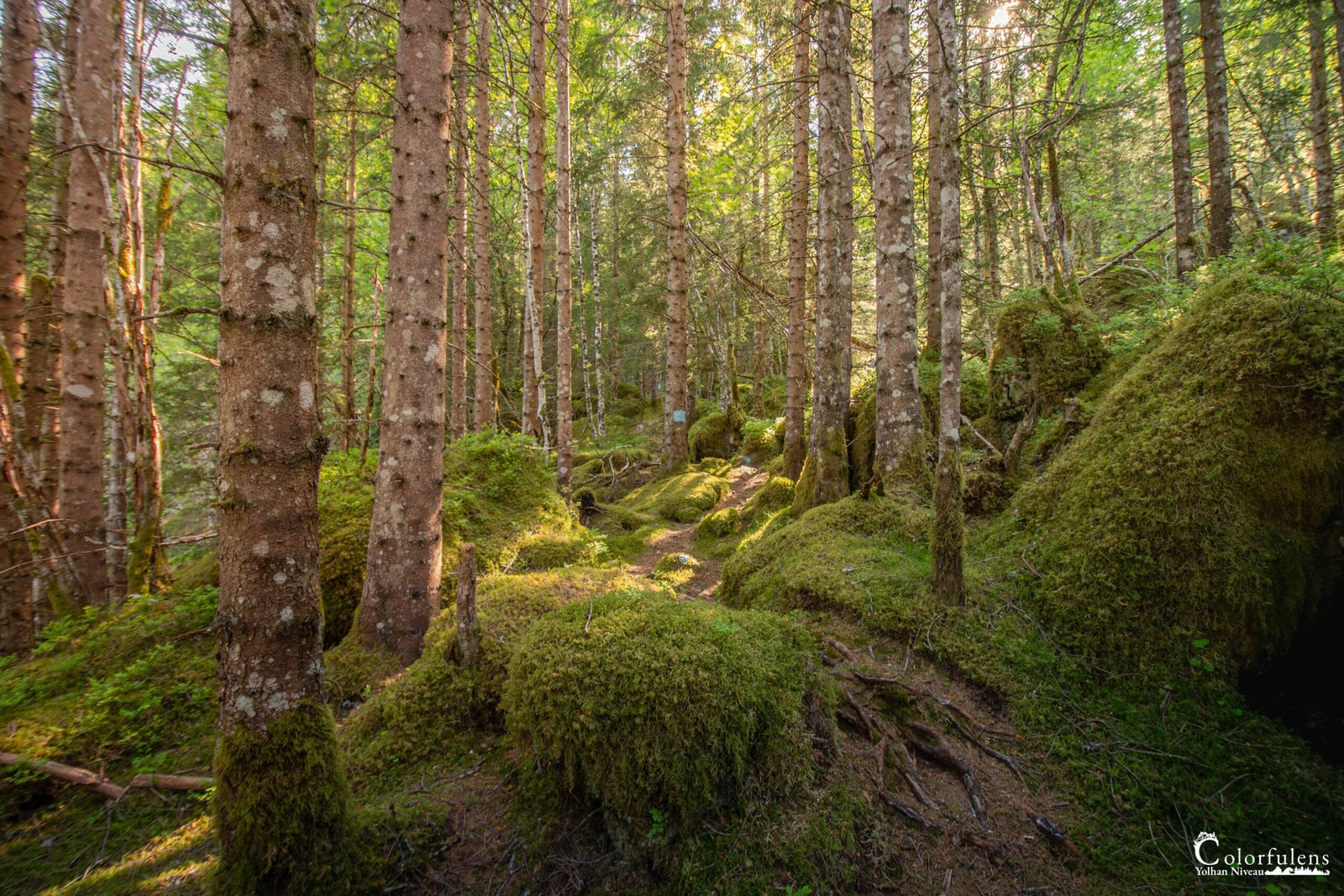Chemin forestier mystique baigné de lumière douce, la mousse tapisse les sous-bois offrant une ambiance de tranquillité et de sérénité.