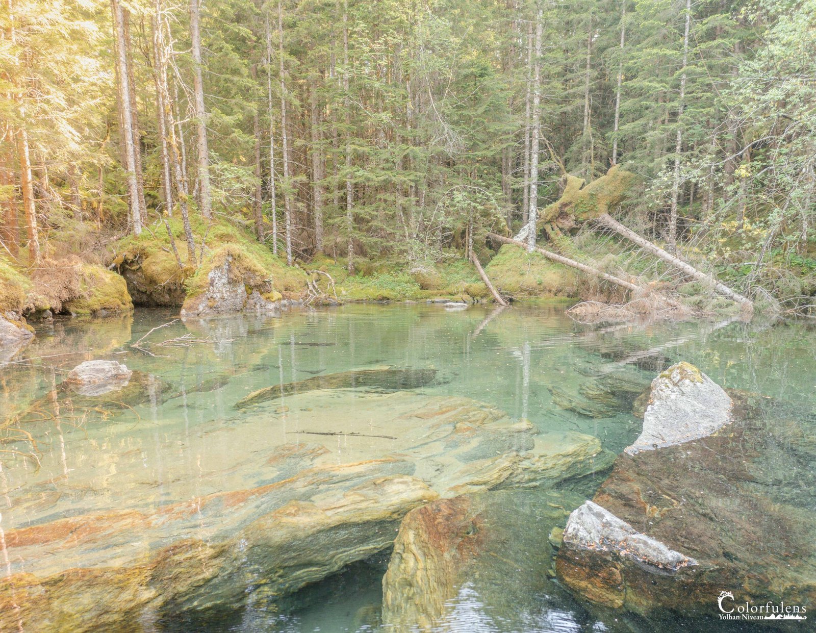 Scène idyllique de forêt verdoyante avec reflets dans une eau claire, accentuée par la lumière douce et les roches moussues.