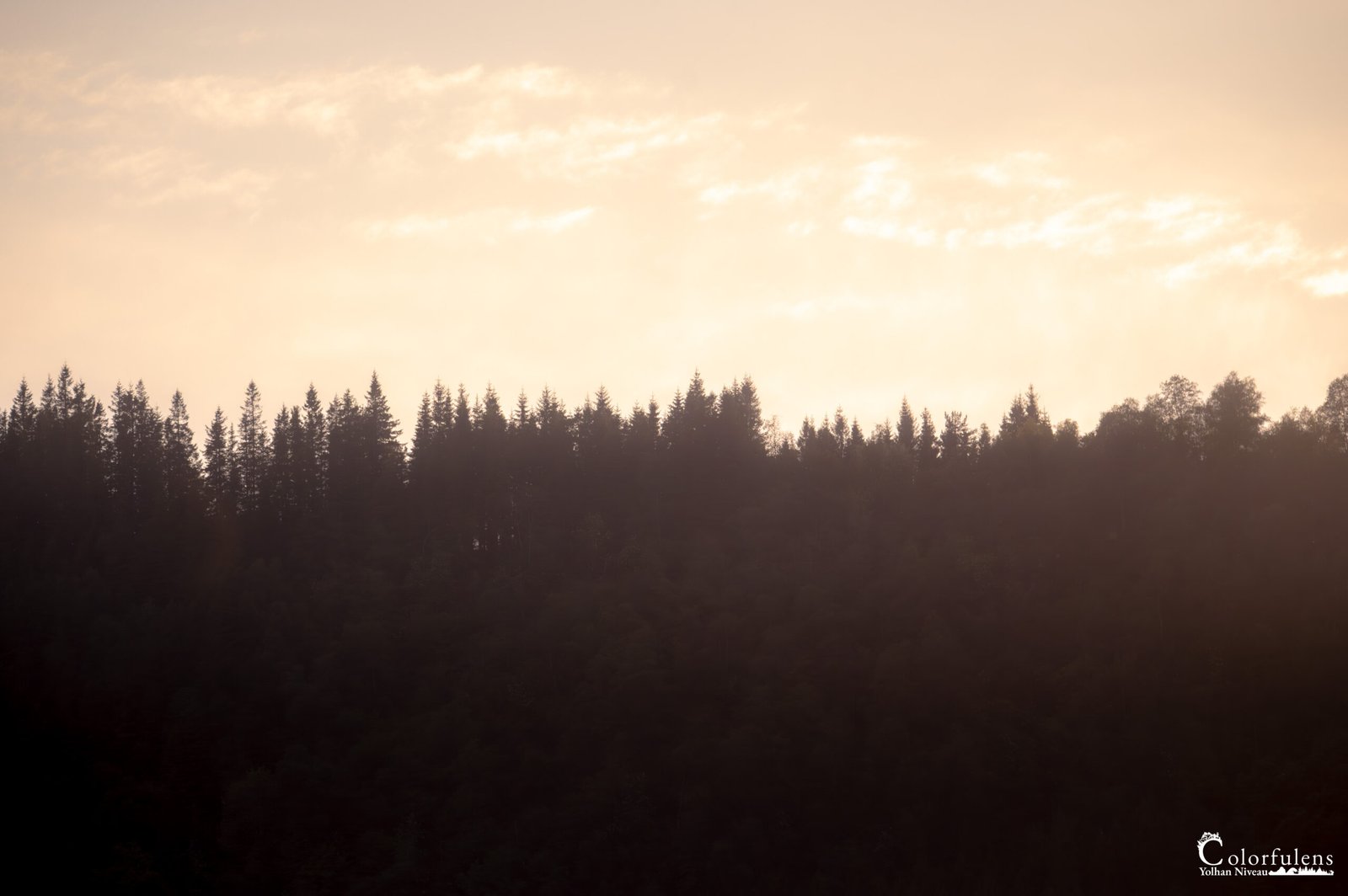 Scène apaisante d'une forêt en silhouette avec ciel de coucher de soleil aux teintes chaleureuses, captivant pour les amoureux de la nature et de la photographie.