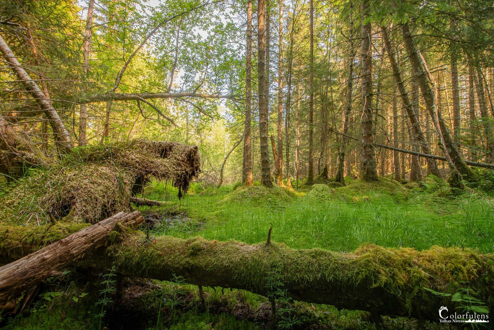 Forêt moussue avec troncs d'arbres habillés de mousse, lumière douce traversant le feuillage, ambiance apaisante et connexion à la nature.