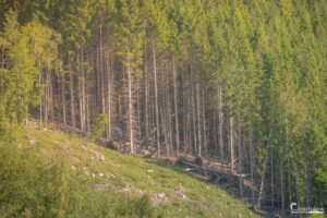 La photo montre une zone de reboisement avec de jeunes arbres poussant parmi des conifères matures, illustrant la résilience et la régénération naturelle de la forêt.