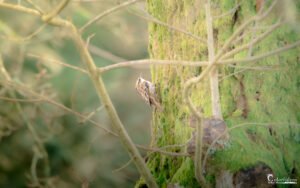 Grimpereau des bois perché sur un tronc recouvert de mousse, entouré de branches nues.