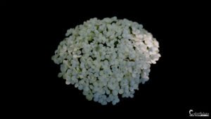 Hortensia blanc immaculé sur fond noir intense, mettant en valeur la grâce et la délicatesse des pétales.