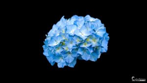 L'image présente un hortensia bleu intense se détachant sur fond noir, offrant un exemple parfait de la beauté naturelle mise en valeur par un contraste simple mais efficace.