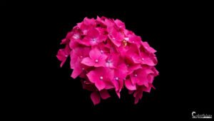 Splendide hortensia rose vif se détachant sur un fond noir; un contraste saisissant entre couleurs vives et fond sombre, accentuant la beauté naturelle de la fleur.