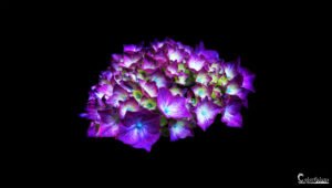 Image d'un hortensia éclatant aux teintes violettes et pourpres, illuminé sur fond noir, offrant une composition artistique et contrastée.