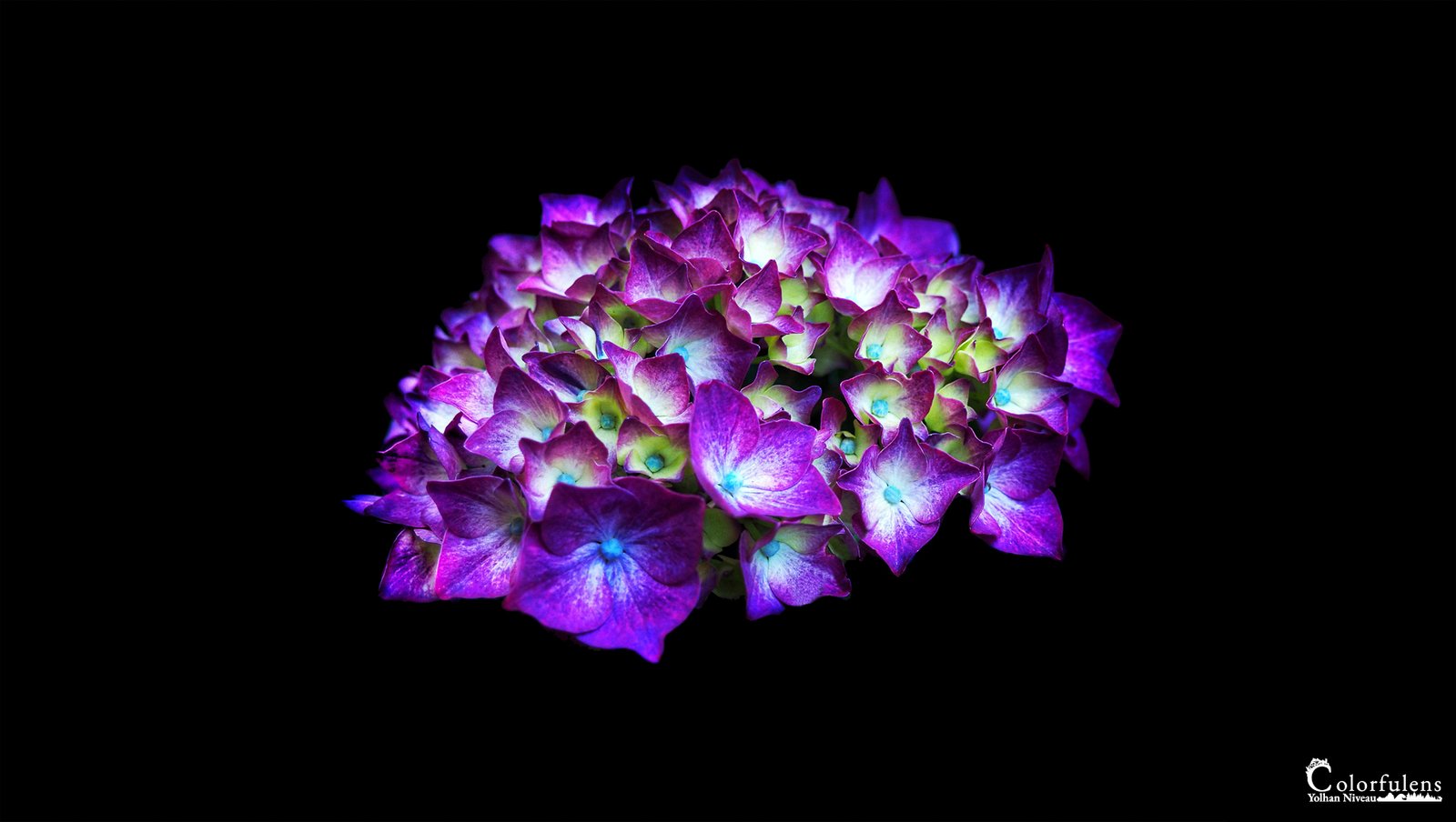 Image d'un hortensia éclatant aux teintes violettes et pourpres, illuminé sur fond noir, offrant une composition artistique et contrastée.