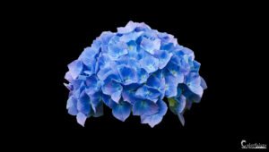 Gros plan d'une fleur d'hortensia bleue sur fond noir, évoquant pureté et élégance.