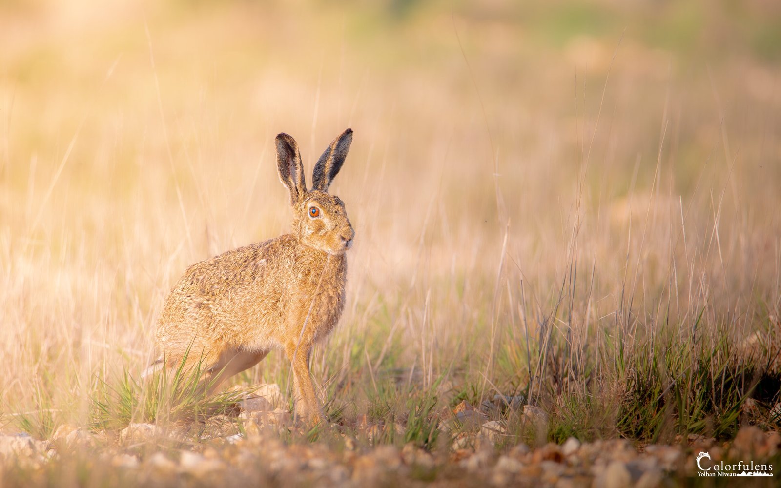 Lièvre aux aguets dans un champ brumeux, illustration de l'harmonie entre vie sauvage et habitat naturel.