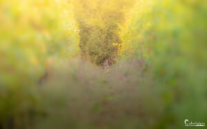 Un lièvre se repose dans un vignoble aux couleurs automnales, entouré d'un bokeh envoûtant illustrant la douceur de la saison et la présence discrète de la faune locale.