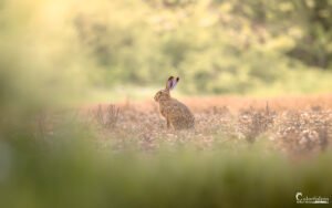 Lièvre sauvage dans un champ, vigilant, éclairé par le soleil matinal, évoque la paix d'une journée d'été.